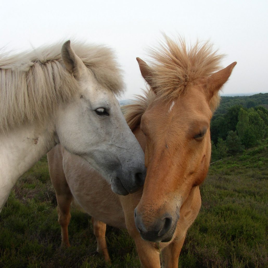 Op de kop van beetje Boomgaard Alles over het kopen van een paard | Sophia-Vereeniging