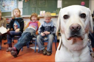 Hond in de klas Sophia SnuffelCollege