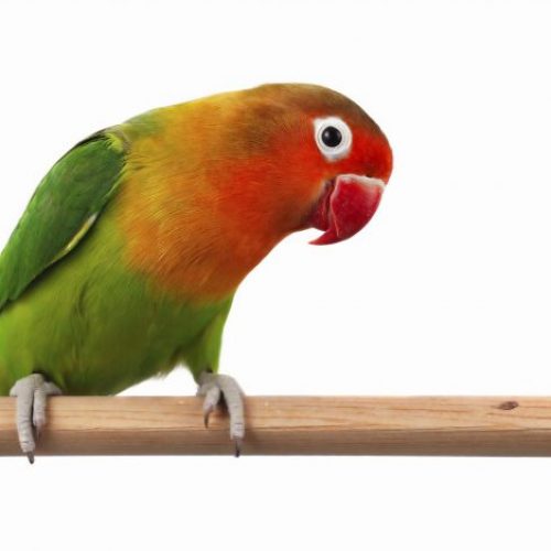 Agapornis vogels kromsnavel