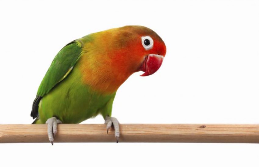 Agapornis vogels kromsnavel