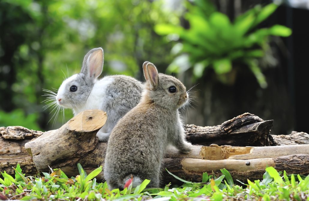 informatie over konijnen