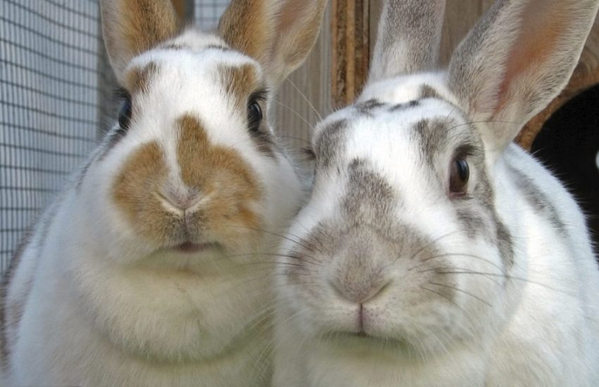 schenk belastingvrij konijnen