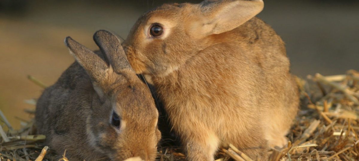 Bewolkt Productie vitamine Alles over het kopen van konijnen | Sophia-Vereeniging