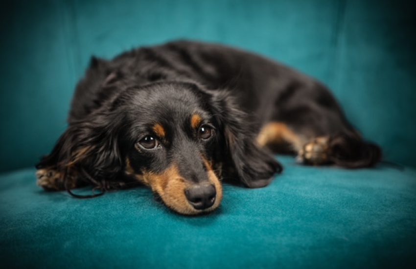 inenten huisdieren niet verplicht