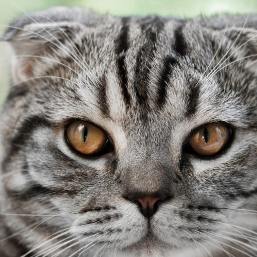 verbied vouwoorkatten