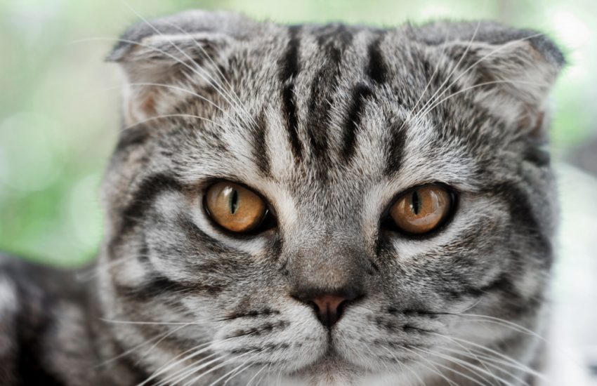 verbied vouwoorkatten