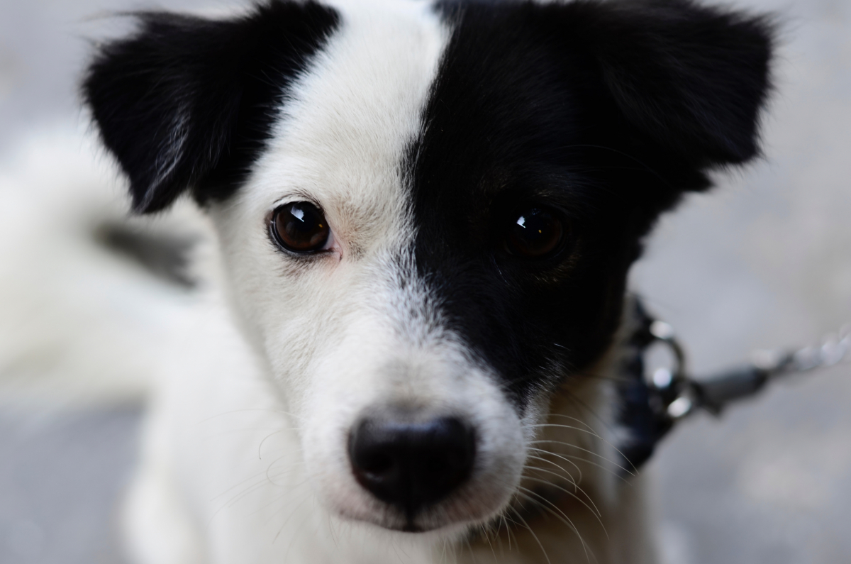 Gaan serveerster De andere dag Waar koop je verantwoord een gezonde hond? | Sophia-Vereeniging
