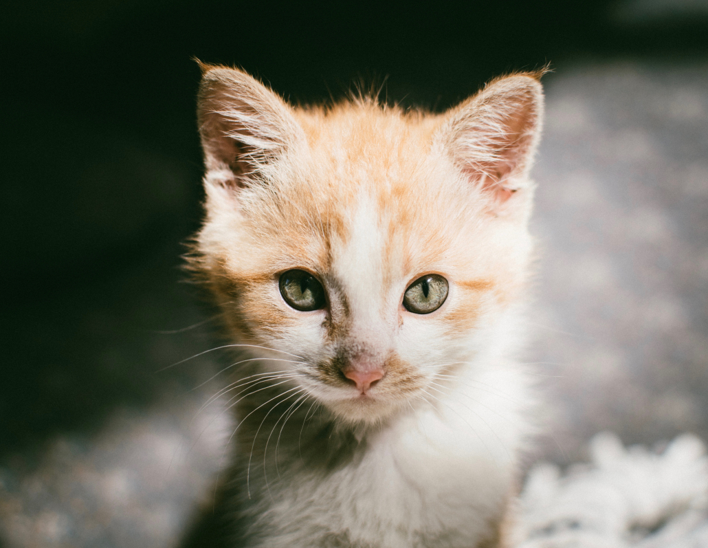 Experiment streepje JEP Kittens cashen | Sophia-Vereeniging