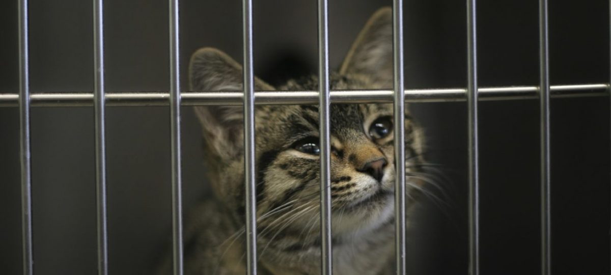 chip- en castratieplicht