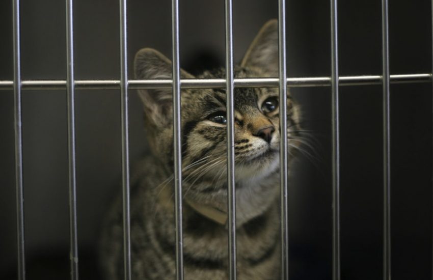 chip- en castratieplicht