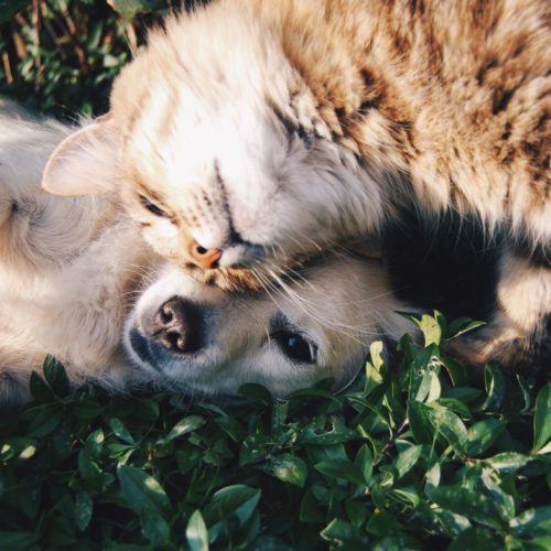 hond en kat Sophia-Vereeniging