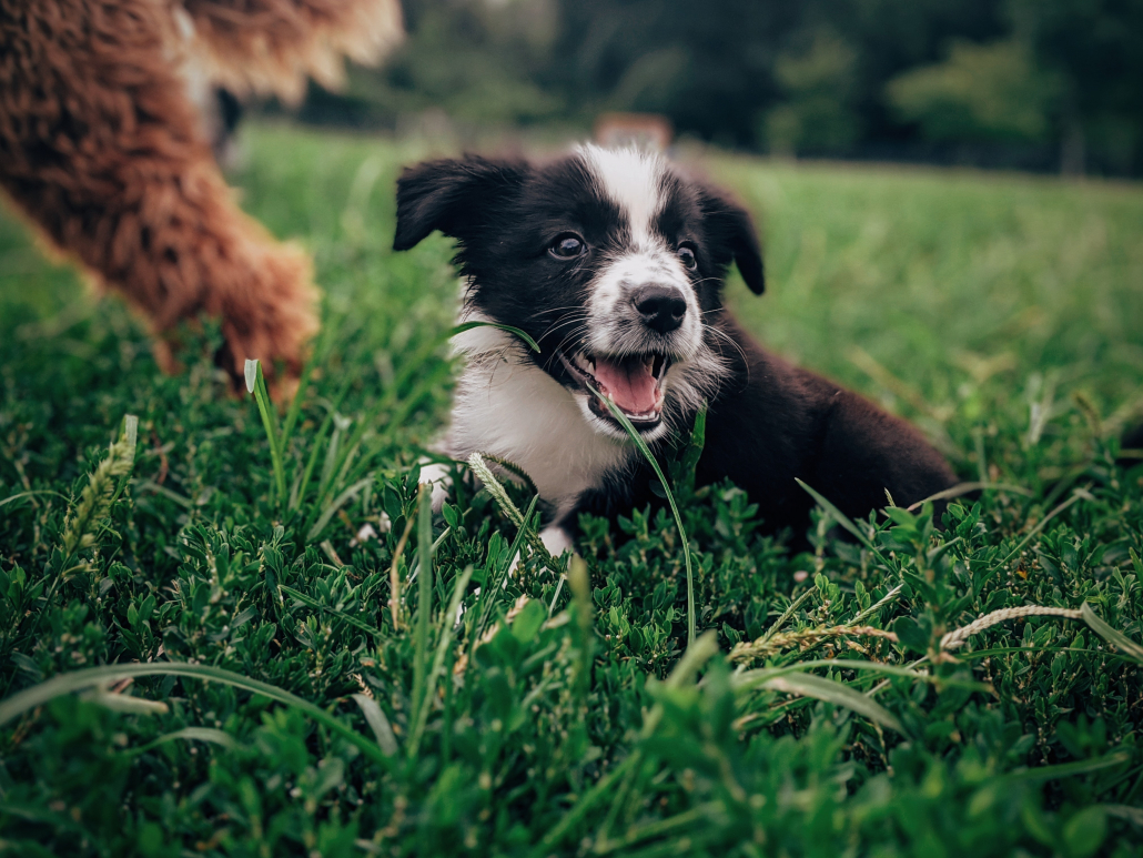 Verniel nachtmerrie kom tot rust Waar koop ik veilig een pup? | Sophia-Vereeniging