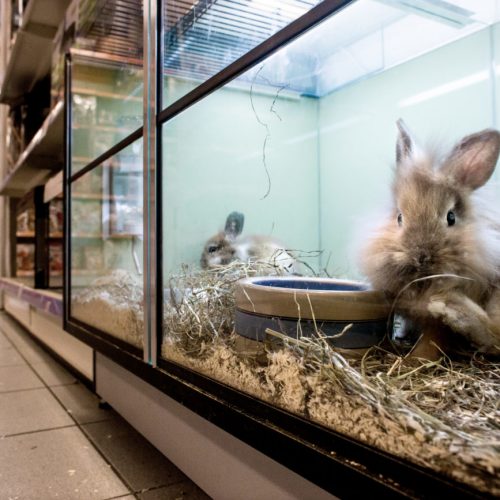 dierenhandel stop de verkoop in winkels