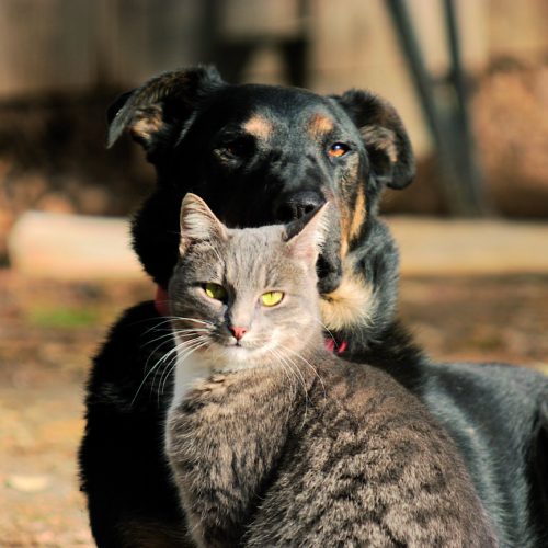 hond en kat
