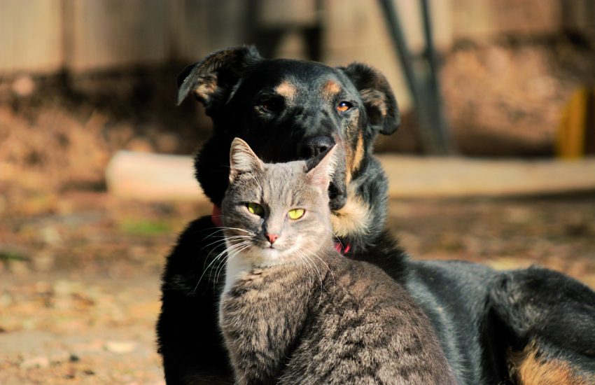 hond en kat