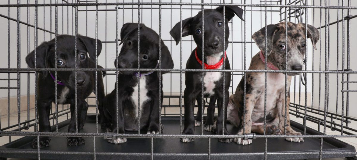 Stop de huisdierenhandel inzamelingsactie