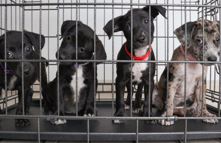 Stop de huisdierenhandel inzamelingsactie