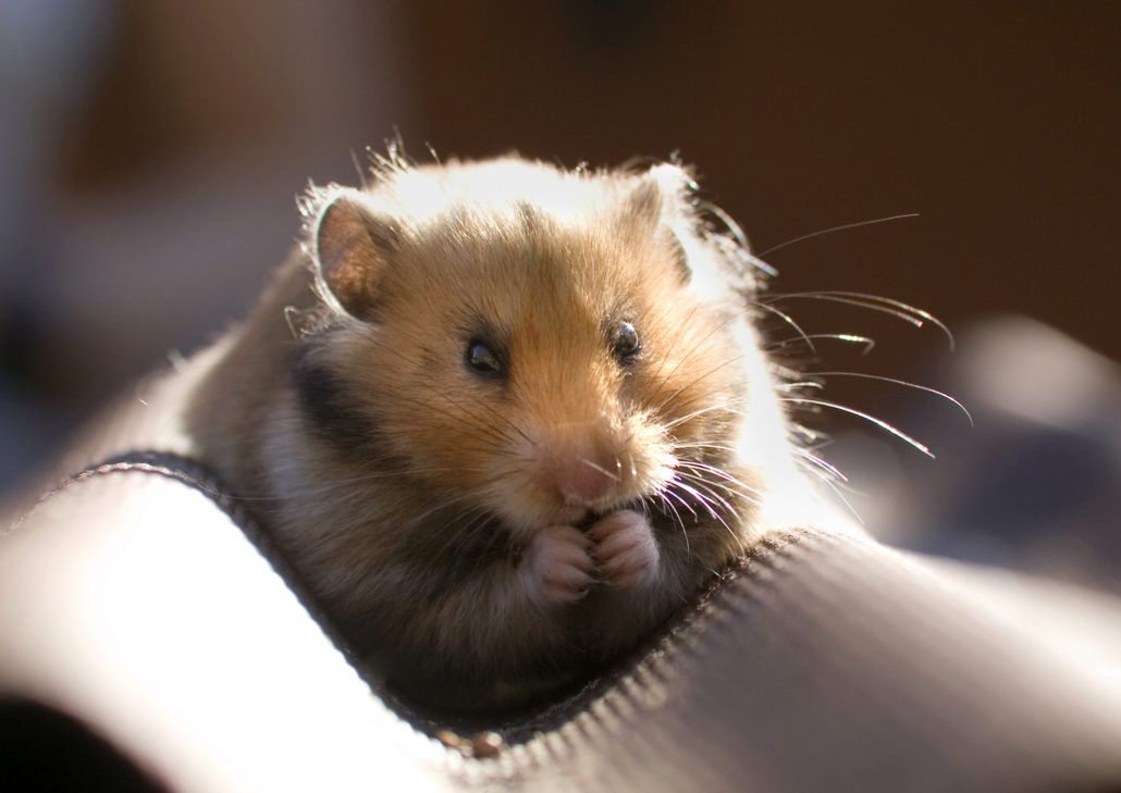 hamster hamsteren