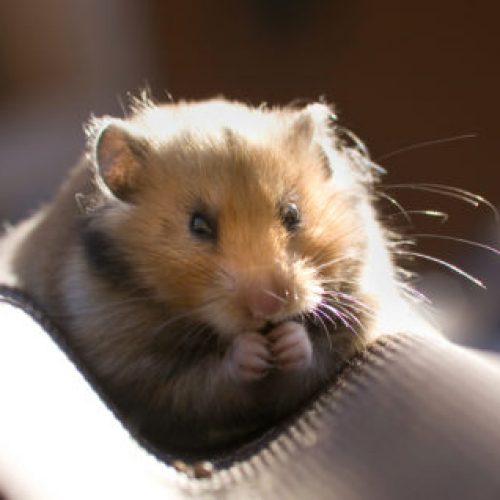 hamster