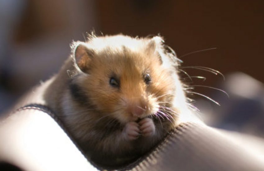 hamster