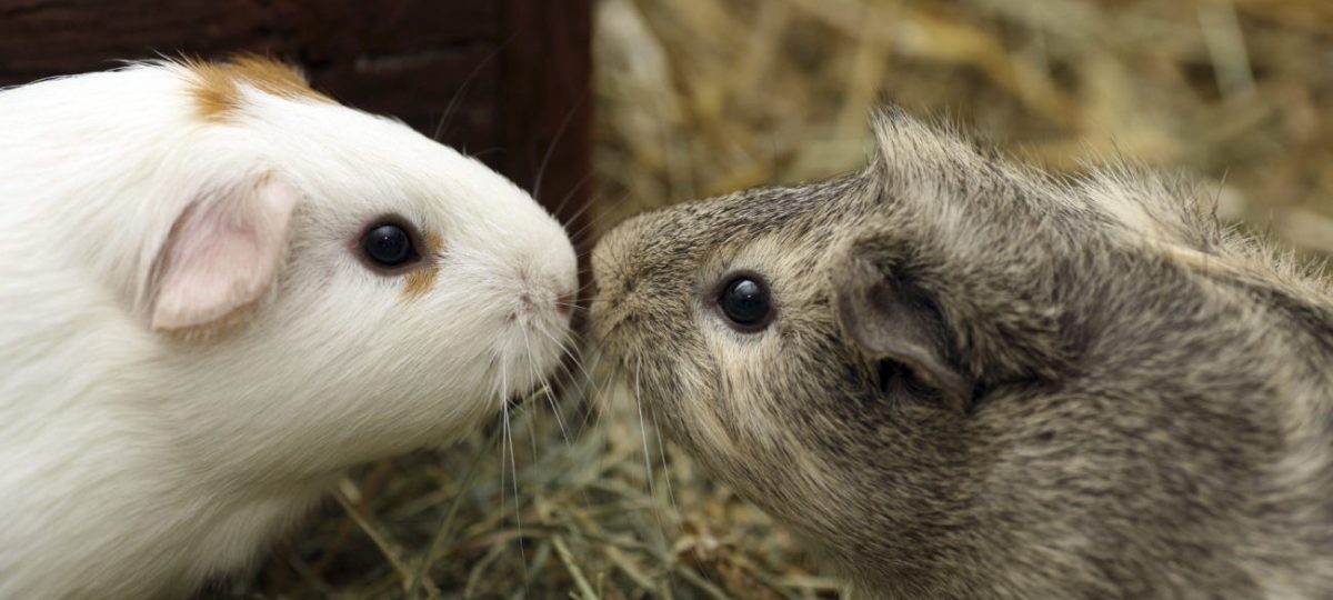 Vaccineren Algebra vervolgens Alles over het kopen van cavia's | Sophia-Vereeniging