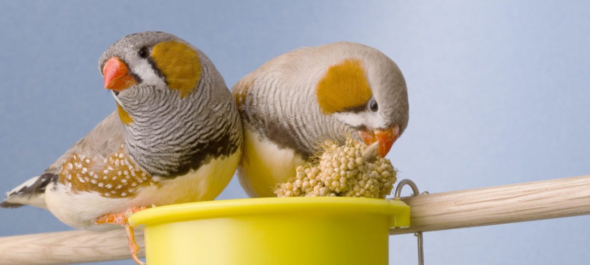 zebravink sociaal eten veel gehouden vogels