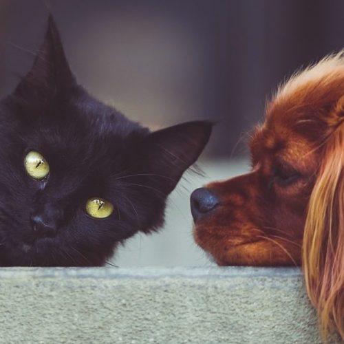 hond en kat Sophia-Vereeniging wwwwwww