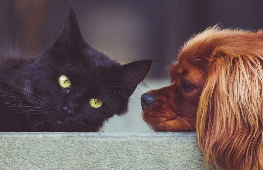 hond en kat Sophia-Vereeniging wwwwwww