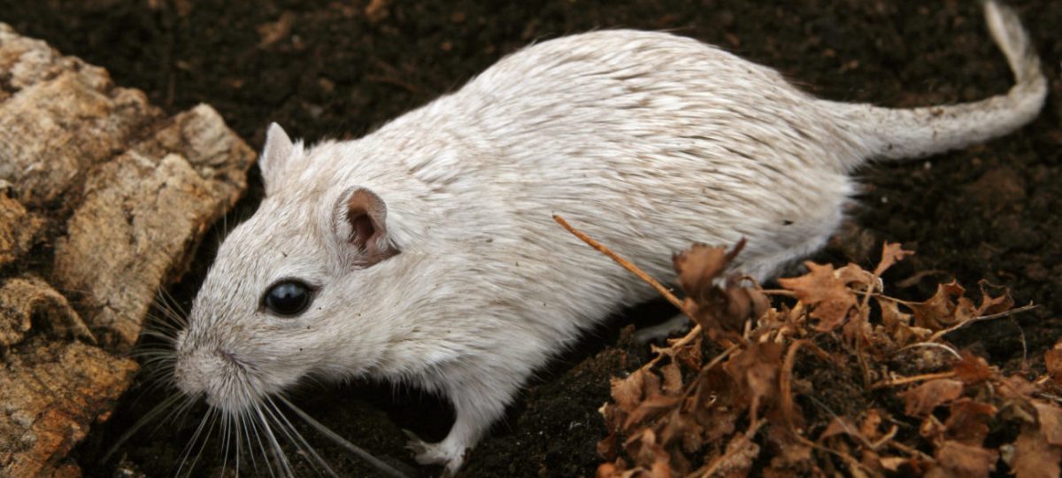 Gerbil
