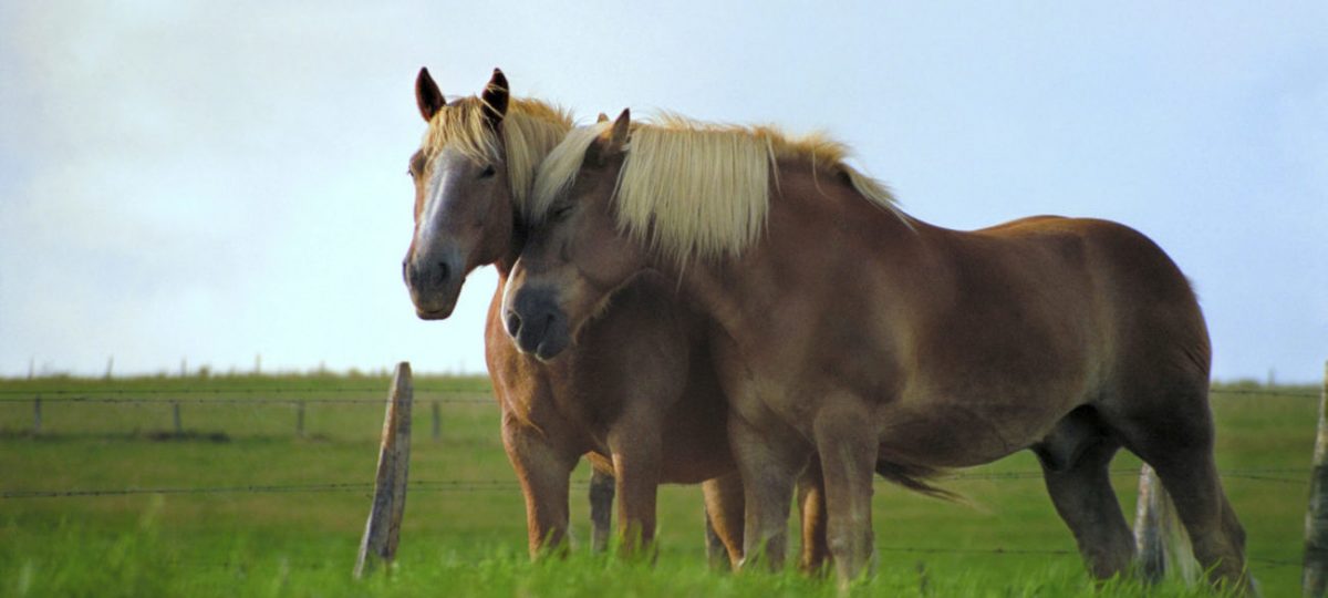 knuffel Bisschop Voorganger Alles over het kopen van een paard | Sophia-Vereeniging