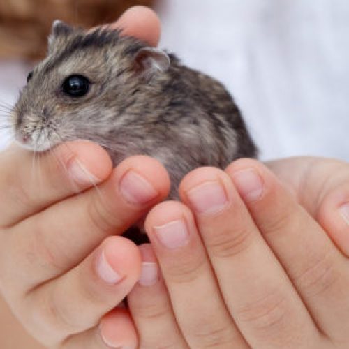 hamster kopen