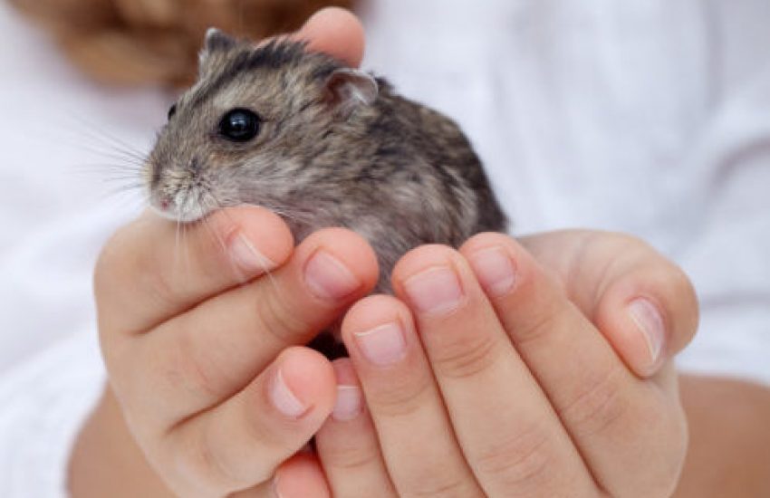 hamster kopen