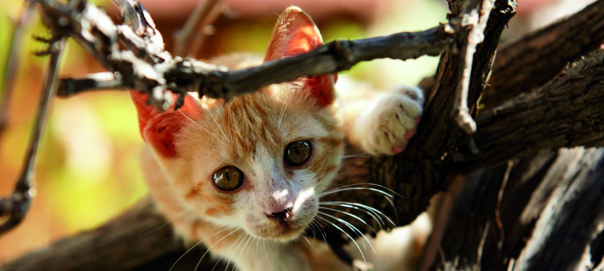 Convergeren Pijlpunt Oom of meneer De verzorging van katten | Sophia-Vereeniging