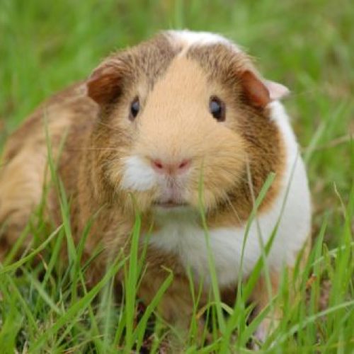 cavia kopen
