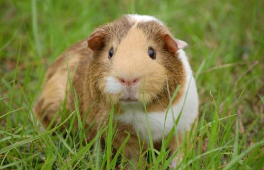 cavia kopen
