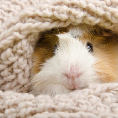 cavia huisvesting