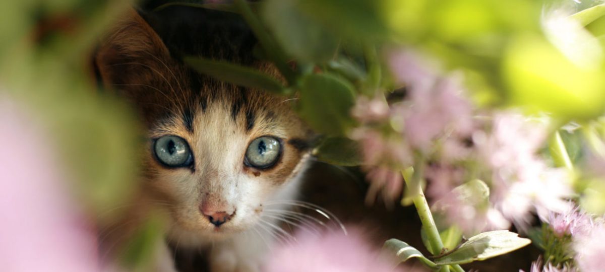 Sophia-Vereeniging vuurwerk
