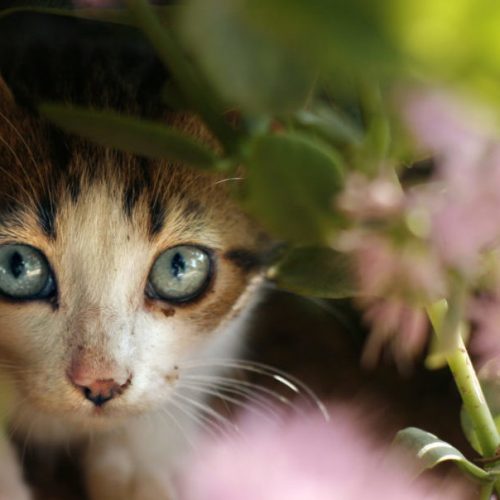 Sophia-Vereeniging vuurwerk