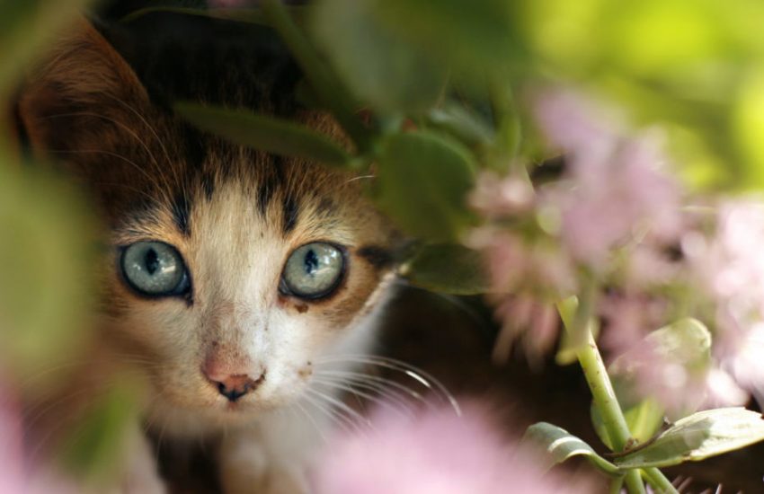 Sophia-Vereeniging vuurwerk