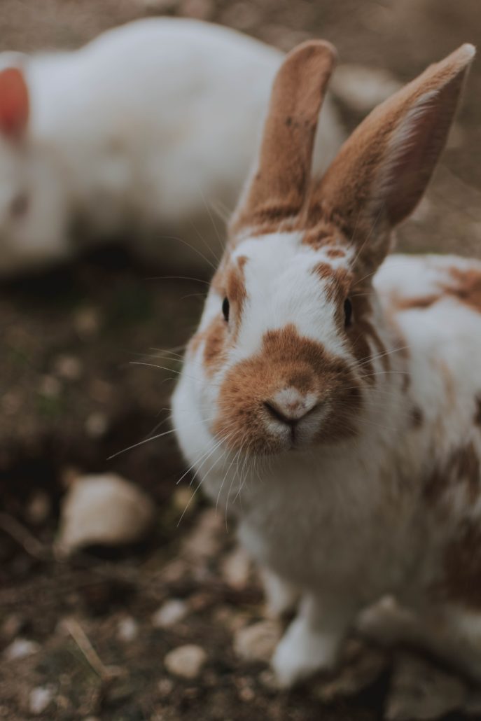 Zaklampen kreupel tofu Alles over het kopen van konijnen | Sophia-Vereeniging