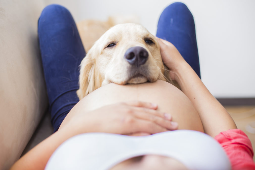 hond zwanger en baby