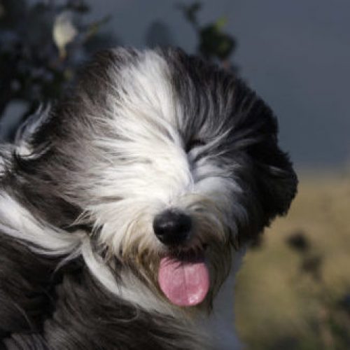 hond vachtverzorging