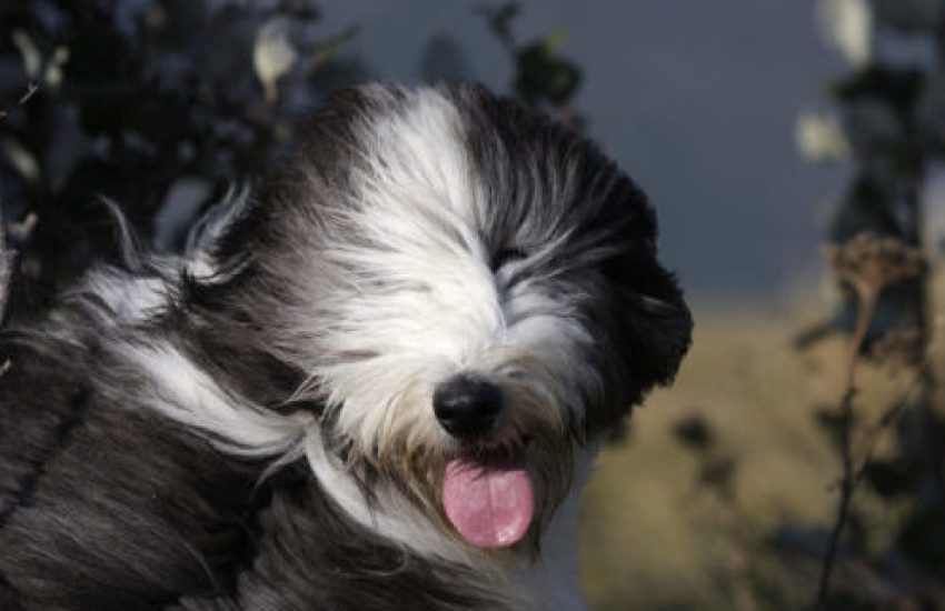 hond vachtverzorging