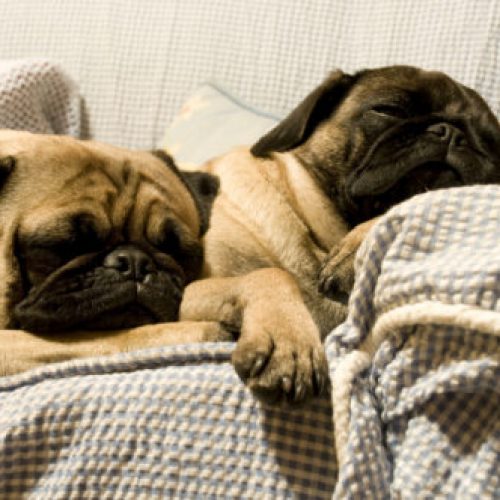 hond dominantie leiderschap