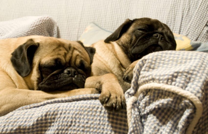 hond dominantie leiderschap