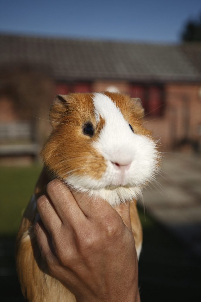 Cavia