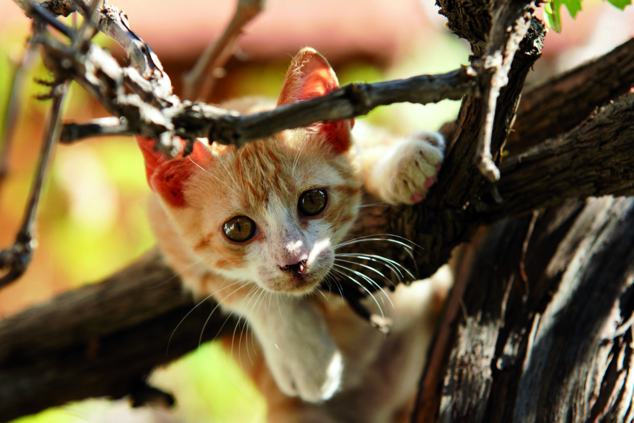 onderwijs Kalmte terras Met je kat naar de dierenarts | Sophia-Vereeniging