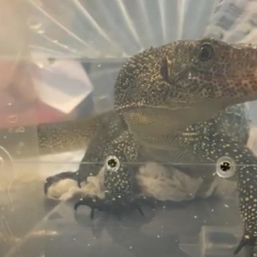 reptielenbeurs Houten