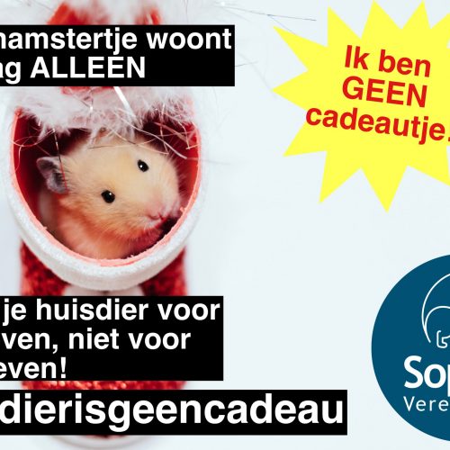 hamster eendierisgeencadeau