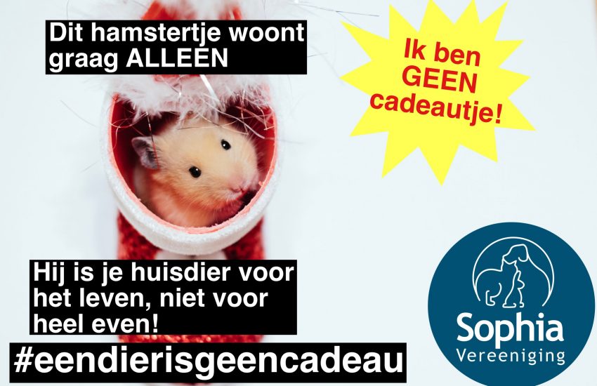 hamster eendierisgeencadeau
